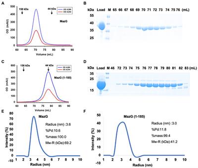 Structural analysis of the housecleaning nucleoside triphosphate pyrophosphohydrolase MazG from Mycobacterium tuberculosis